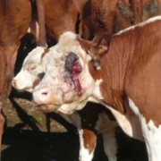 A neglected cow suffering from eye cancer was one of 170 animals seized July 26, 2012